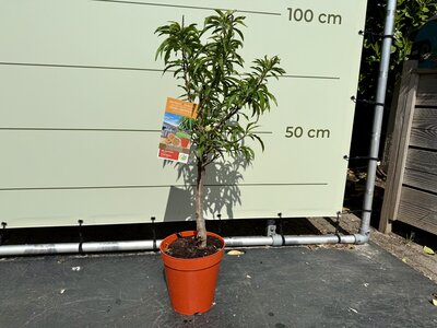 Fruitboom - Perzik ca. 90 cm