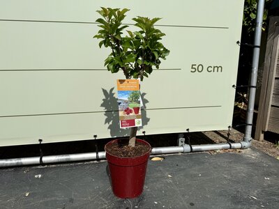 Fruitboom - Kers ca. 80 cm