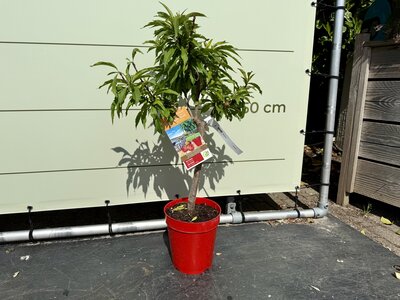 Fruitboom - Nectarine ca. 80 cm