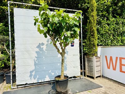 Vijgenboom - Ficus Carica ca. 250 cm