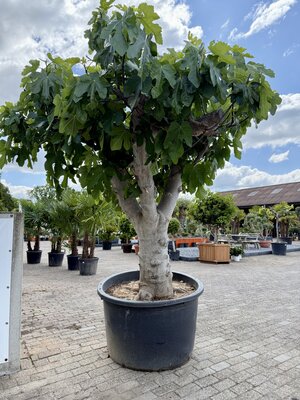 Vijgenboom - Ficus Carica ca. 250 cm