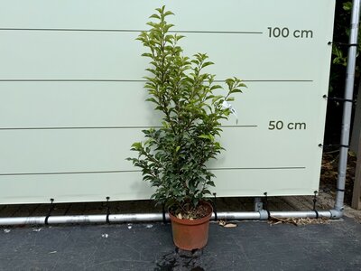 Portugese laurier - ca. 80–100 cm