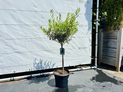 Olijfboom - Olea Europaea