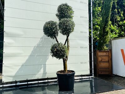 Olijfboom Olea Europaea - Multi Bolvormen Olijfboom Olea Europaea - Multi Bolvormen