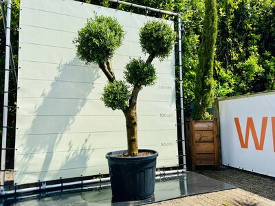 Olijfboom Olea Europaea - Multi Bolvormen