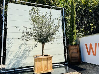 Olijfboom in pot -  60x60 cm