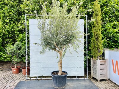 Olijfboom - Olea Europaea