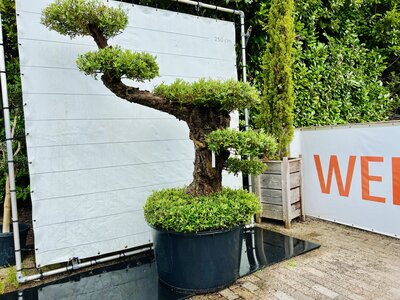 Olijfboom Pon Pon - Olea Europaea