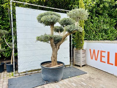 Olijfboom Pon Pon - Olea Europaea