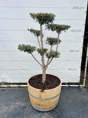 Olijfboom Pon Pon - Olea Europaea