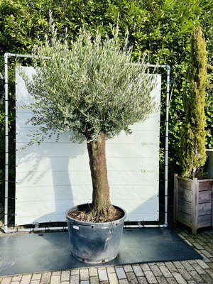 Olijfboom - Bonsai