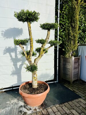 Olijfboom Pon Pon - Olea Europaea