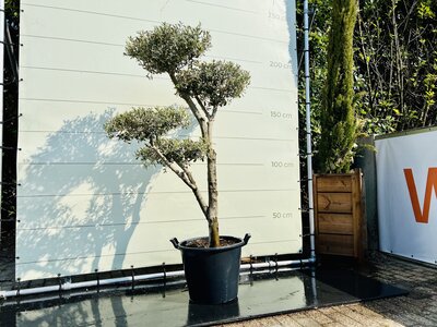 Olijfboom Pon Pon - Olea Europaea