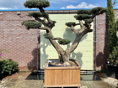 Olijfboom in pot - 100x100