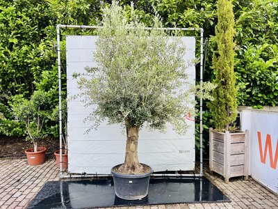 Olijfboom - Olea Europaea