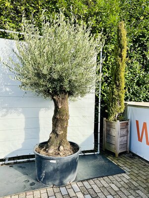 Olijfboom - Bonsai