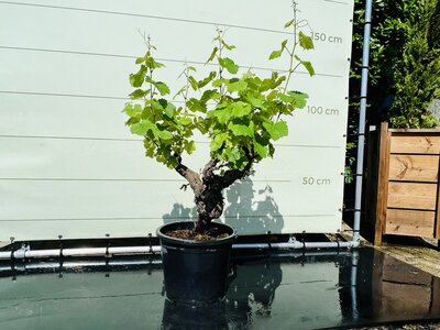 Druivenboom - Op oude stam