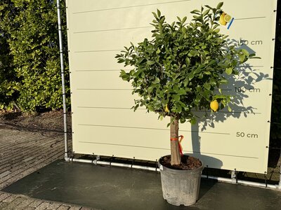 Citrusboom - Citroenboom ca. 250 cm