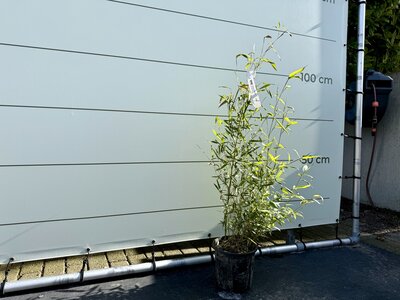 Bamboe Aurea - Hoogte 60 tot 100 cm