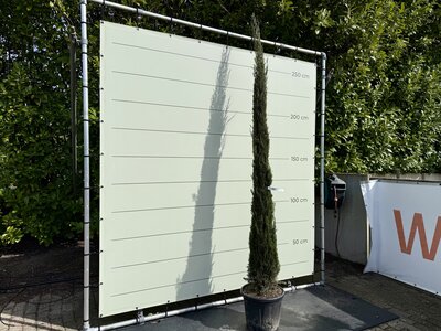 Cupressus Sempervirens Stricta - Italiaanse cipres - hoogte 300 cm