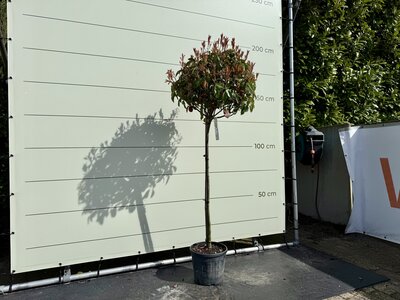 Photinia Red Robin - Glansmispel bol op stam