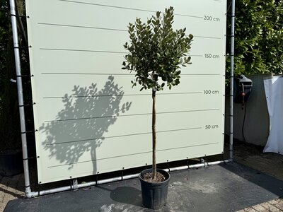 Ananas Guave - Bol op stam 