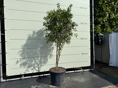 Callistemon Multistam - hoogte 170 cm