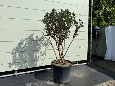 Ananas Guave - Multistam 140 cm