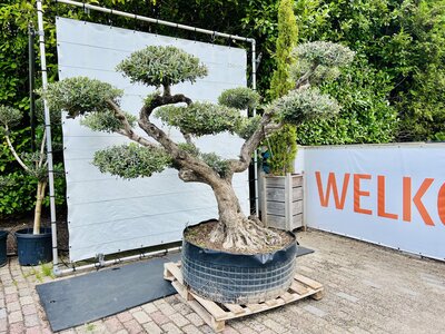 Olijfboom Pon Pon - Olea Europaea
