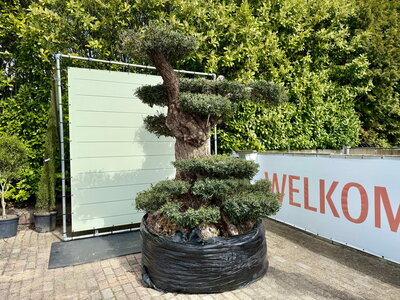 Olijfboom Pon Pon - Olea Europea