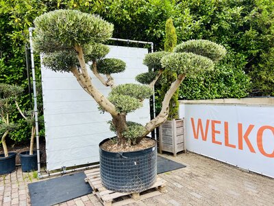 Olijfboom Pon Pon - Olea Europaea