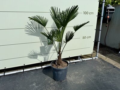 Trachycarpus - Wagnerianus ca. 110 cm