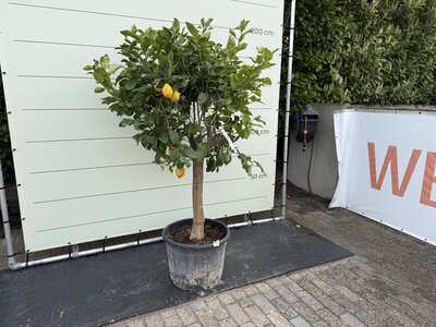 Citrusboom - Citroenboom ca. 250 cm