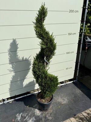 Cupressocyparis Leylandii - Spiraal - hoogte 175 cm