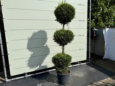 Cupressocyparis Leylandii - 3 balvormig 200 cm