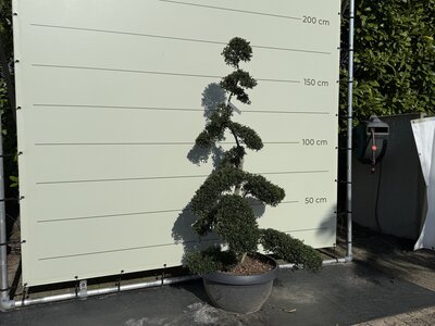 Japanse Hulst - Bonsai 175 cm