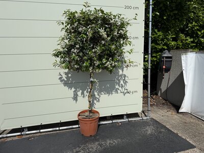 Trachelospermum jasminoides Rek - Toscaanse Jasmijn 170 cm