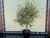 Olijfboom gladde stam stamomvang 20 - 40cm