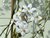 Nachtschade - Solanum Jasminoides 150 cm met witte bloesem