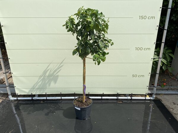 Citrusboom - Grapefruit