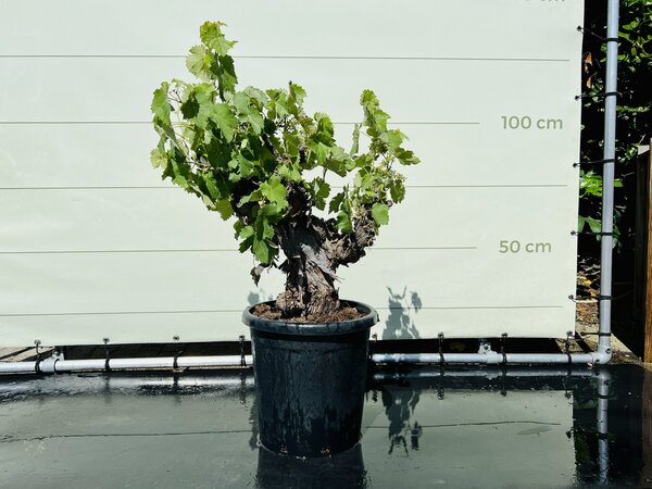 Druivenboom - Op oude stam ca. 120 cm
