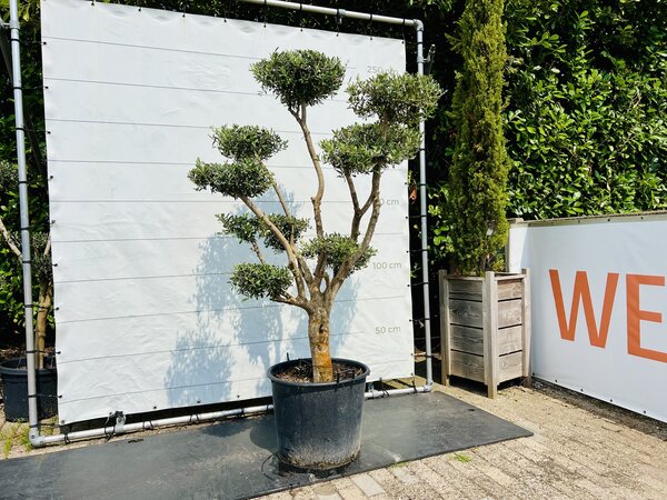 Olijfboom Pon Pon - Olea Europaea