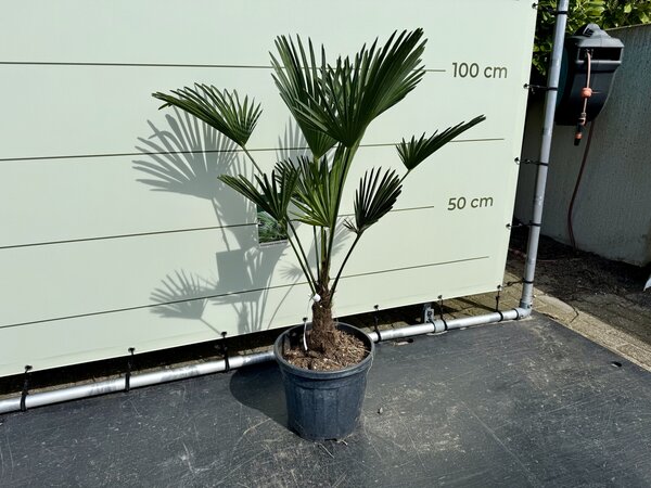 Trachycarpus - Wagnerianus ca. 110 cm