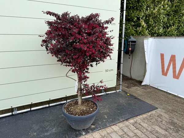 Loropetalum Chinense ‘Black Pearl’ - Chinese franjeboom ca. 150 cm 