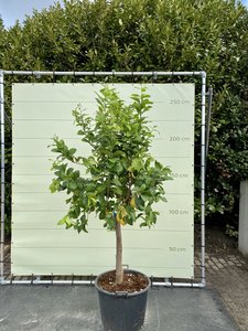 Citroenboom maat XL 200/250 cm
