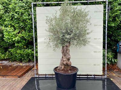 Olea Europea - Olijfboom bonsai stamomvang 80 - 100 cm