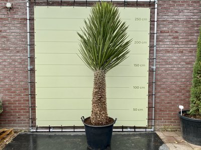Yucca Filifera stamhoogte 90-100cm 