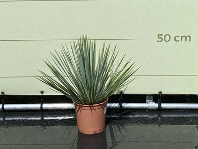 yucca rostrata 40/50cm
