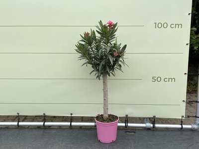 Roze Oleander op stam 80-100cm