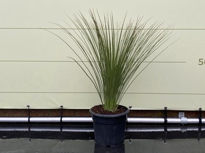 De Mexicaanse Grasboom - Dasylirion Longissumum 80 cm